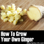 Growing Ginger