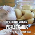 Why & How to MIY Medicinal Pickled Garlic