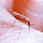 Diseases You Can Get From Mosquitoes