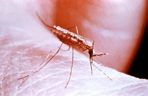  Diseases You Can Get From Mosquitoes