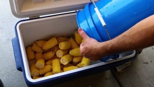 Cooler Cooked Corn