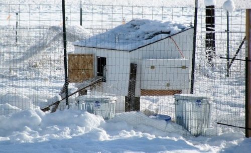 Tips for Keeping Your Chickens in the Winter
