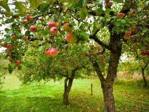 Grow Your Own Apple Trees From Seed