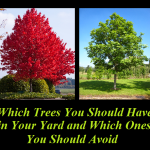 Which Trees You Should Have in Your Yard & Which Ones You Should Avoid