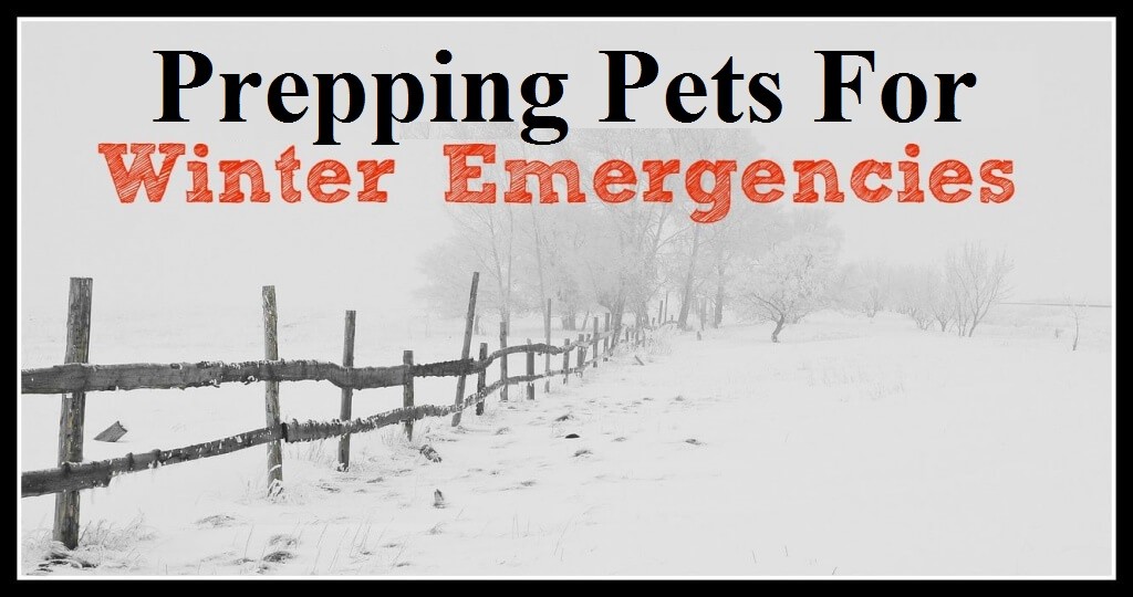  Prepping Pets For Winter Emergencies