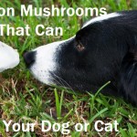 Common Mushrooms that can Poison Your Dog or Cat