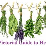 A Pictorial Guide to 13 Herbs
