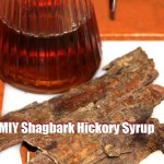 MIY Shagbark Hickory Syrup