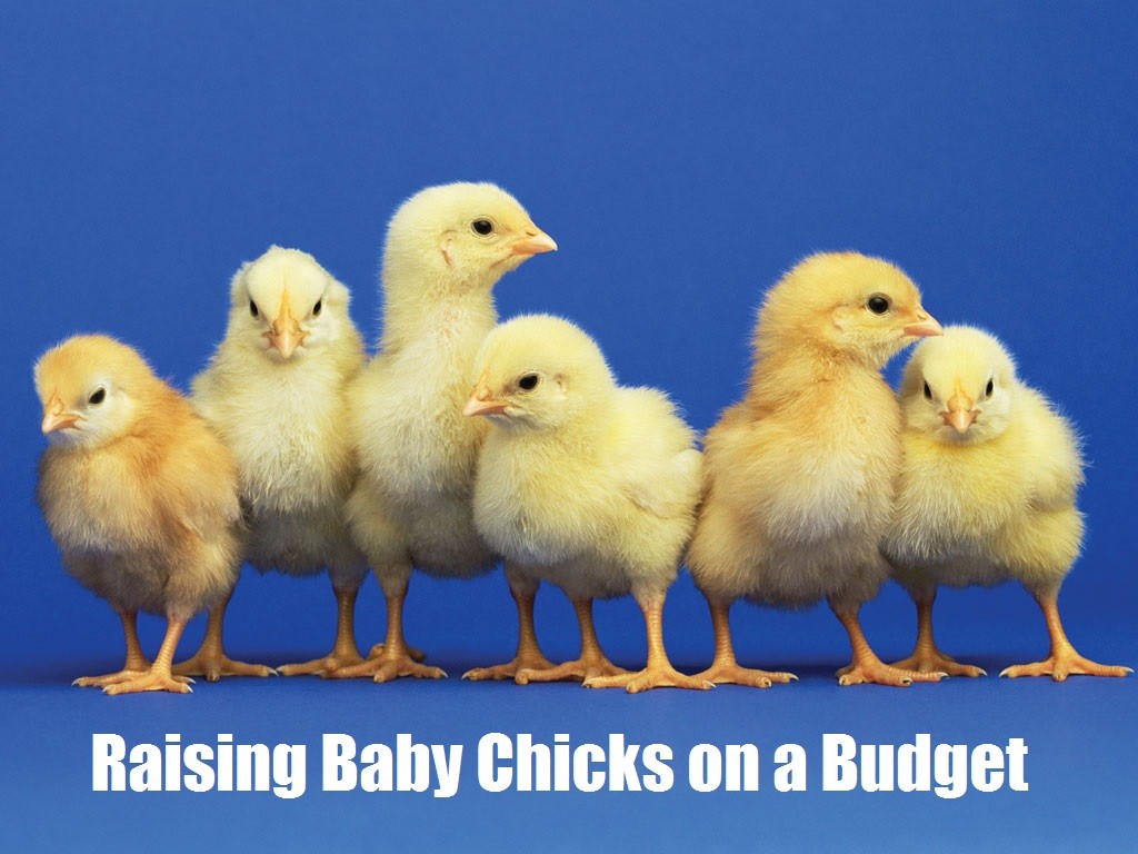  Raising Baby Chicks on a Budget