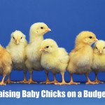 Raising Baby Chicks on a Budget