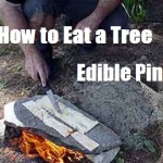 How to Eat a Tree – Edible pine