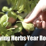 Growing Herbs Year Round