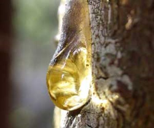 16 Survival & Self-Reliance Uses For Sticky Pine Sap