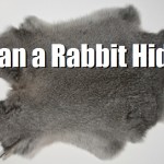 Tan a Rabbit Hide