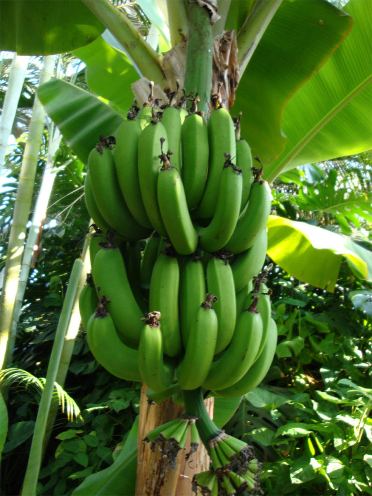  Growing Banana Trees At Home