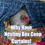 Why Have Nesting Box Coop Curtains