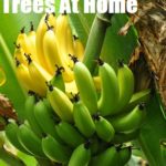 Growing Banana Trees At Home