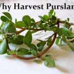 Why Harvest Purslane