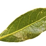Benefits and Uses of Bay Leaves