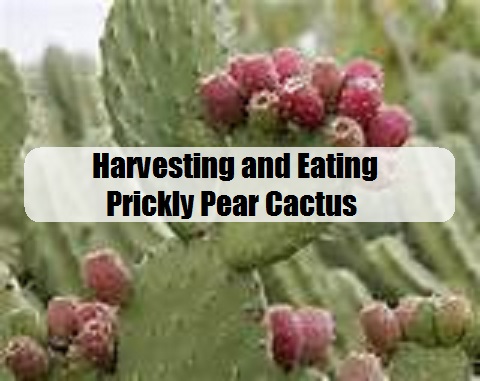 Harvesting and Eating Prickly Pear Cactus - The Prepared Page