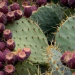 Harvesting and Eating Prickly Pear Cactus