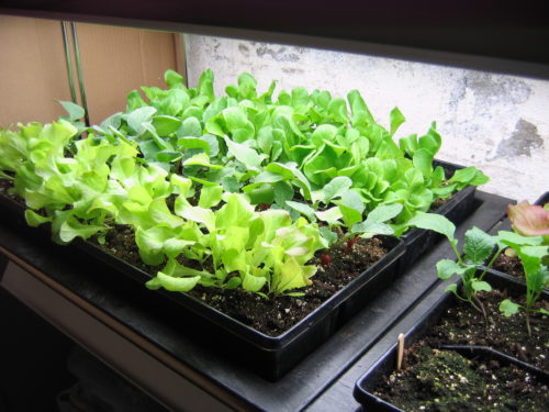 Winter Indoor Gardening Tips