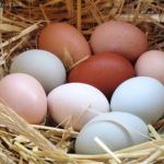 6 Ways To Boost Winter Egg Production