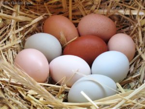 6 Ways To Boost Winter Egg Production