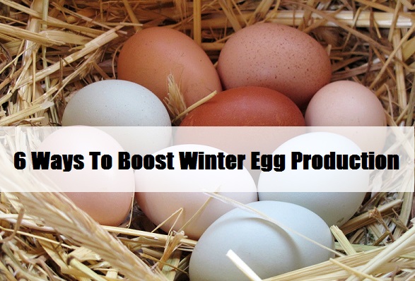  6 Ways To Boost Winter Egg Production 