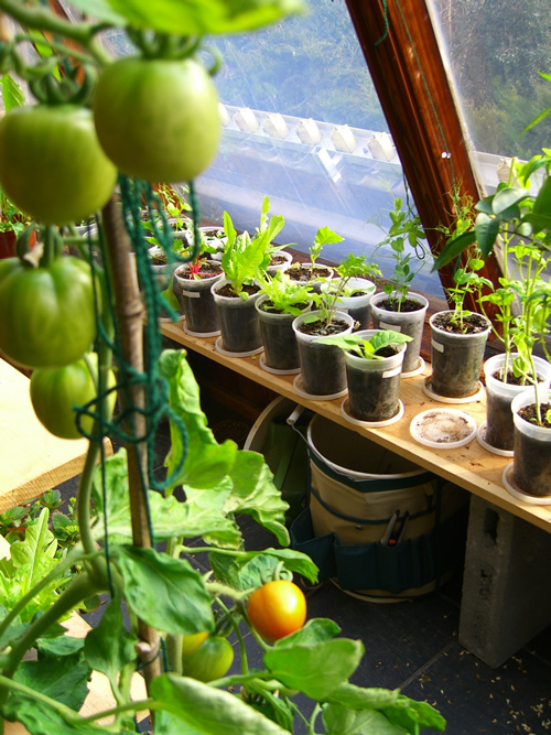 Edibles That Can Be Grown Indoors This Winter