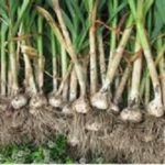 Grow, Cure And Store Garlic