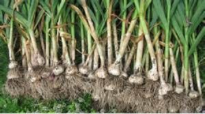 How To Grow, Cure And Store Your Own Garlic