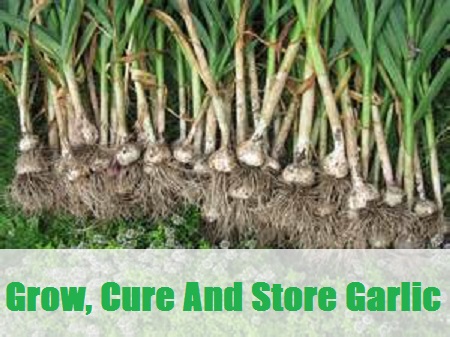  Grow, Cure And Store Garlic