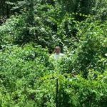Grow A Camouflaged Food Forest
