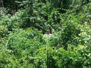 Grow A Camouflaged Food Forest