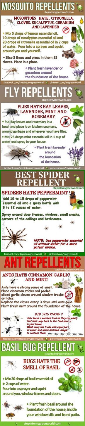 Natural Bug Repellents - Infographic
