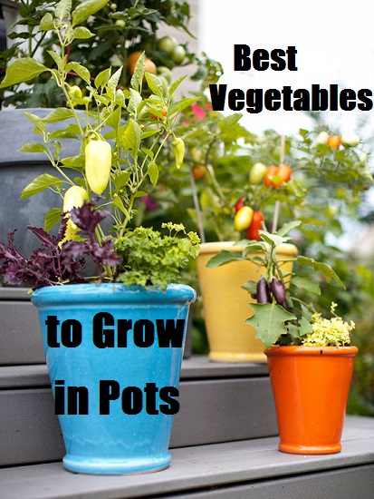  Best Vegetables to Grow in Pots 