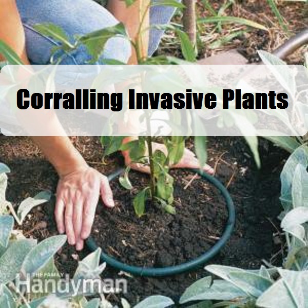  Corralling Invasive Plants