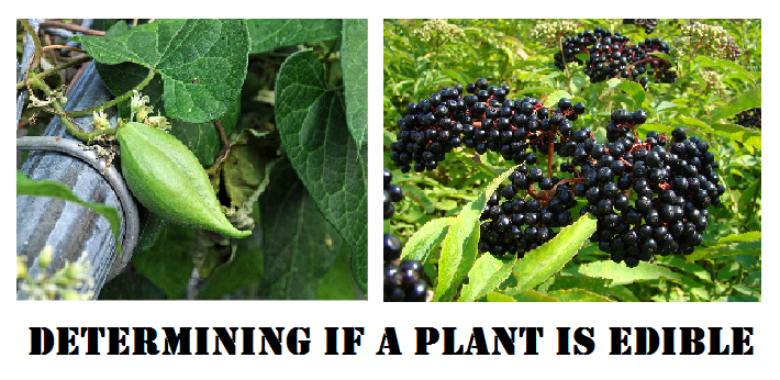 Determining If A Plant Is Edible