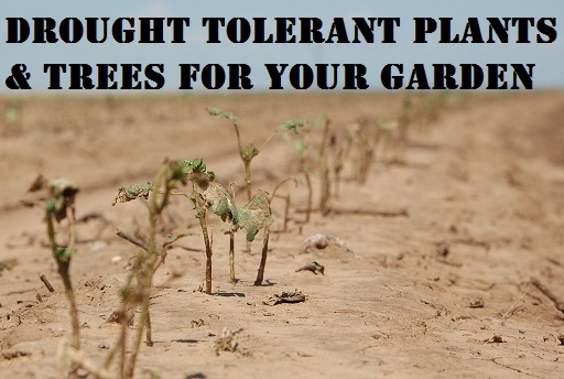  Drought Tolerant Plants & Trees for Your Garden