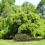 Identifying 5 Common Trees and Their Uses