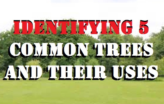  Identifying 5 Common Trees and Their Uses