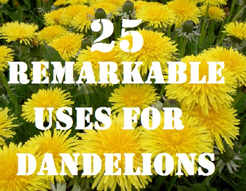  25 Remarkable Uses for Dandelions