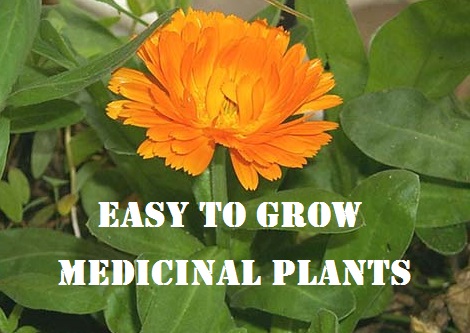  Easy to Grow Medicinal Plants