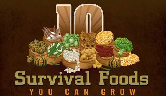  10 Survival Foods You Can Grow Infographic
