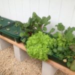 DIY Kratky’s Passive Gardening System