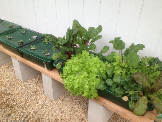 DIY Kratky's Passive Gardening System