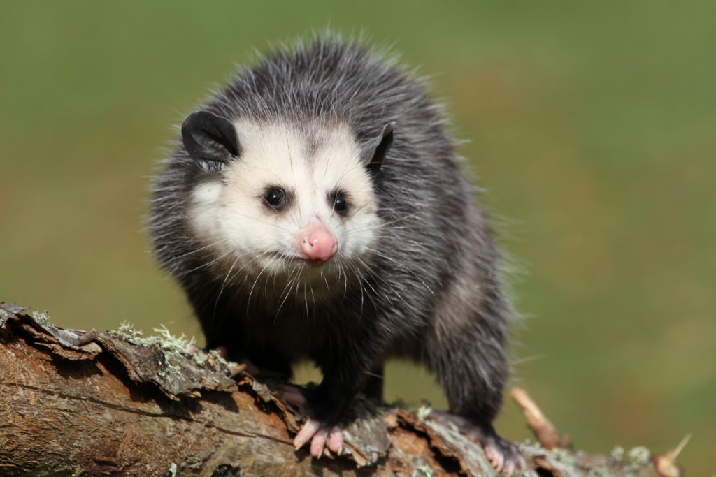  Reasons For a Possum Mentality to Survival