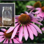 Growing, Harvesting And Preserving Echinacea
