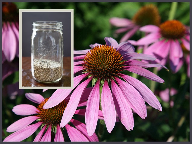  Growing, Harvesting And Preserving Echinacea